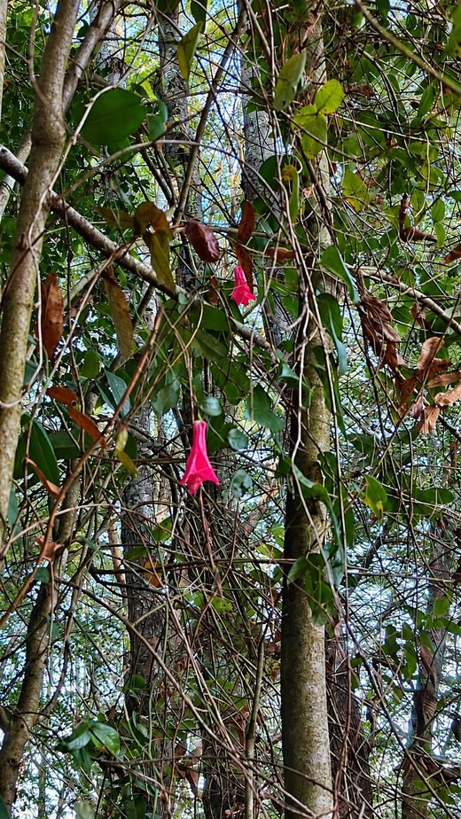 Copihues rosados colgando entre enredaderas del bosque