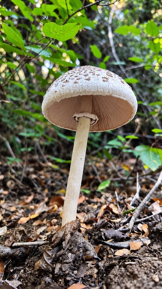 Hongo de sombrero escamoso entre la hojarasca
