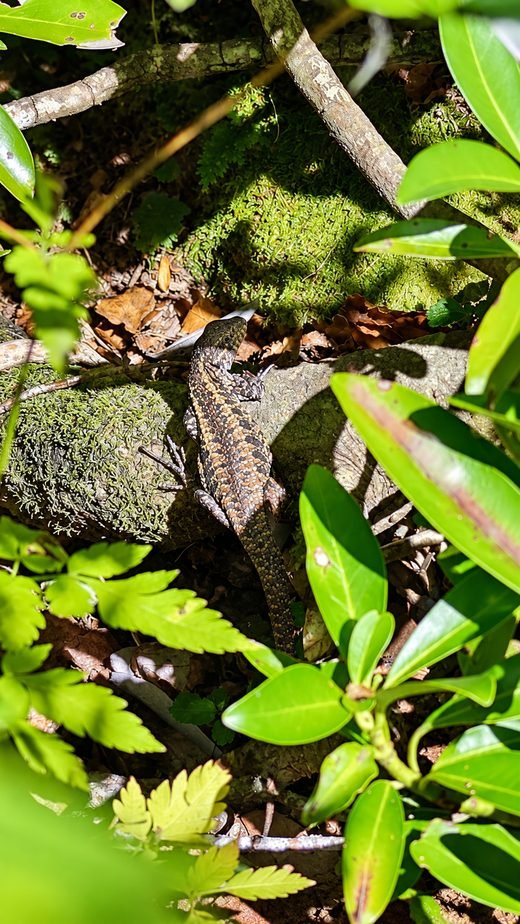 Lagarto camuflado entre musgo y hojas